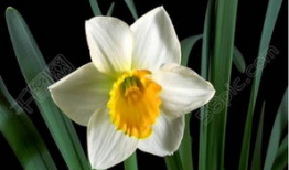 水仙花电视剧,花开花落，演绎一段感人至深的家族传奇